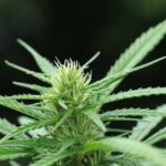 Gorilla Glue