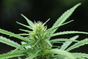 Gorilla Glue