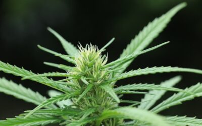 Gorilla Glue