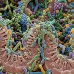 Microbiote intestinal