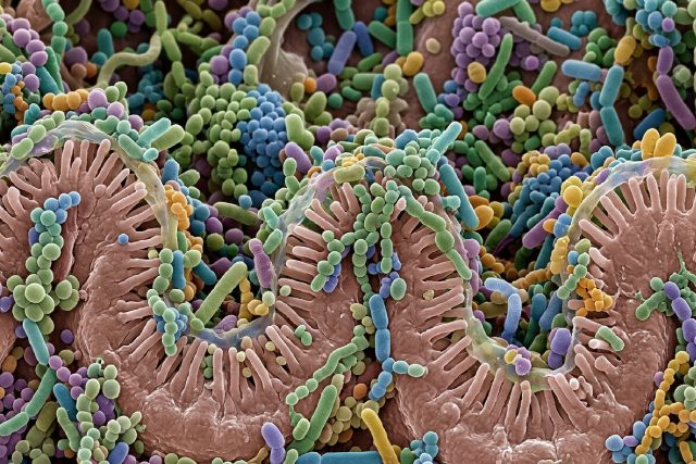 Microbiote intestinal